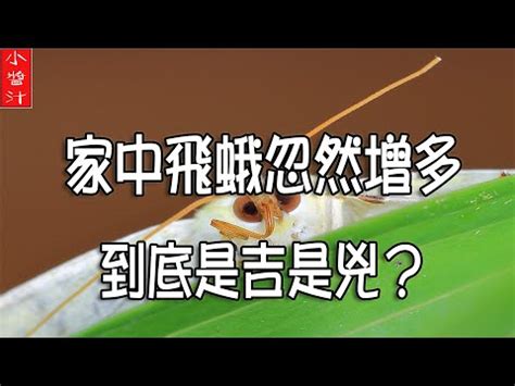 飛蛾入屋風水|【家裡飛來一隻蛾】家裡飛來一隻蛾：吉兆還是凶兆？揭開背後的。